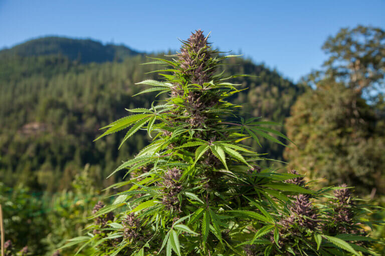 Cannabis plants flowering outdoor