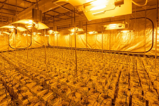 HPS growing lamps dry out the environment much more and produce more heat than LED panels, something to take into account (Image: Crystalweed)