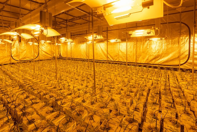 HPS growing lamps dry out the environment much more and produce more heat than LED panels, something to take into account (Image: Crystalweed) HPS growing lamps dry out the environment much more and produce more heat than LED panels, something to take into account (Image: Crystalweed)