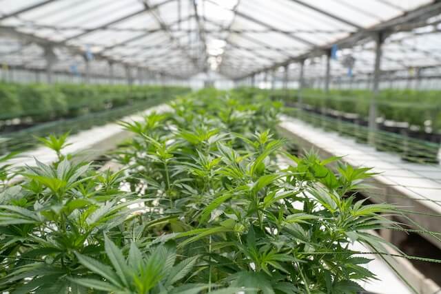 In properly optimized greenhouses it is much easier to control the degree of ambient humidity and it does not pose a problem (Image: Crystalweed)