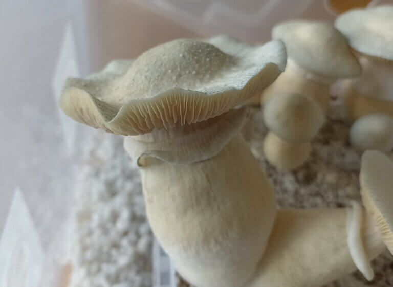 Blueing and magic mushrooms