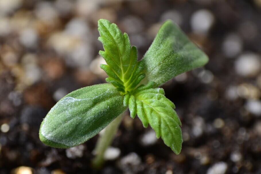 A correct degree of humidity will greatly facilitate the development of plants, from their tender beginnings (Image: solguerraa)