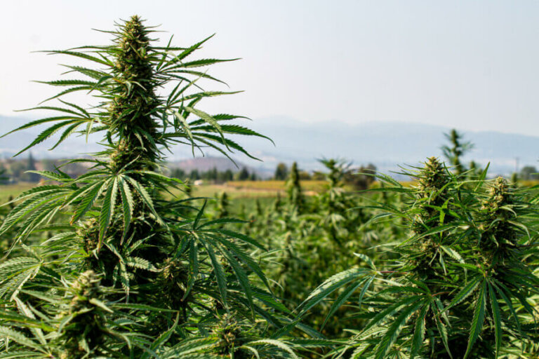 Outdoor cannabis harvest