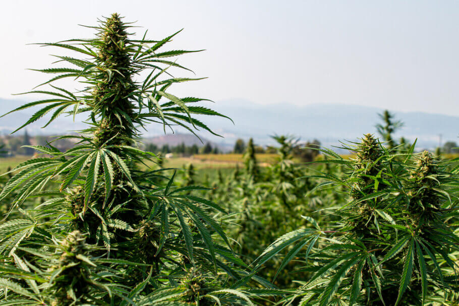 outdoor-cannabis-harvest