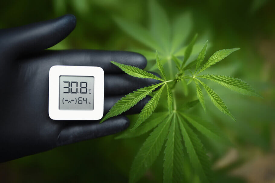 It is important to adjust temperature and humidity to their optimal ranges, especially when growing indoors It is important to adjust temperature and humidity to their optimal ranges, especially when growing indoors