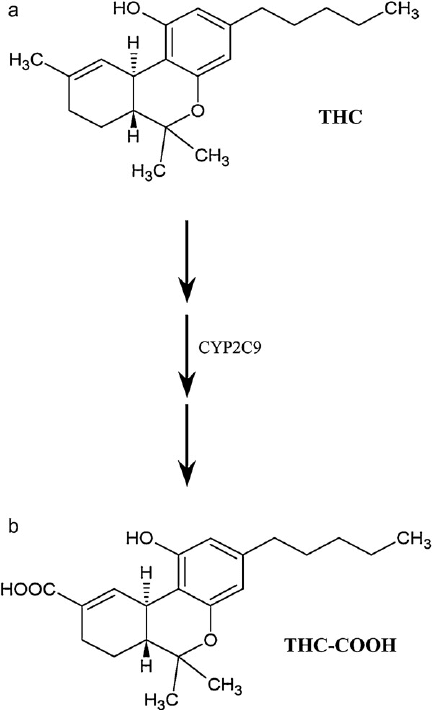 THC-COOH metabolic pathway from THC