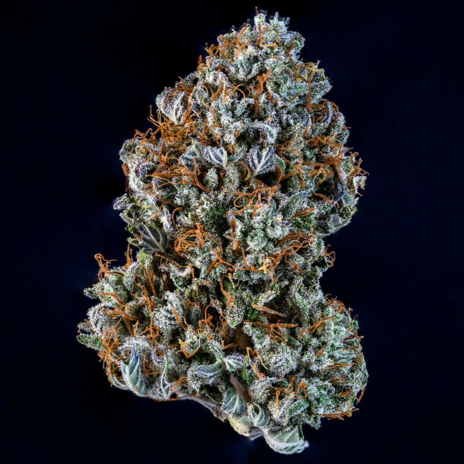 In addition to aroma and potency, Creme de la Chem flowers from Mephisto Genetics have excellent bag appeal