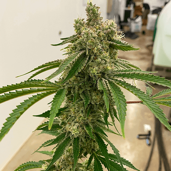 Lemon Drip gives off a powerful aroma during flowering