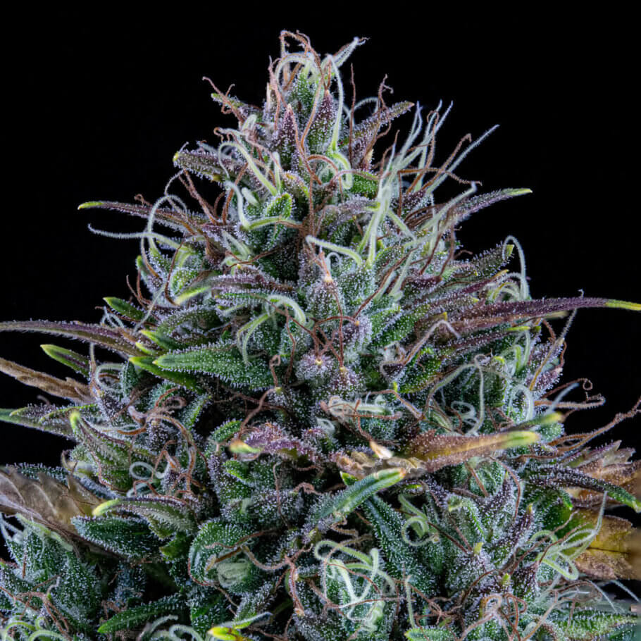 The flowers of Livers BX1 have beautiful violet colors during flowering The flowers of Livers BX1 have beautiful violet colors during flowering