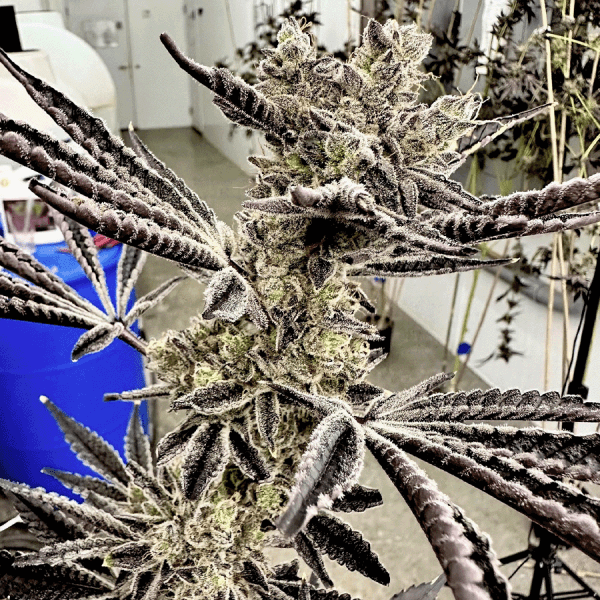 Even the largest Pop Star leaves are completely covered in trichomes