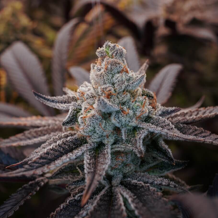 You can freeze great flowers like this to make resin concentrates, but also to store them for long periods of time You can freeze great flowers like this to make resin concentrates, but also to store them for long periods of time