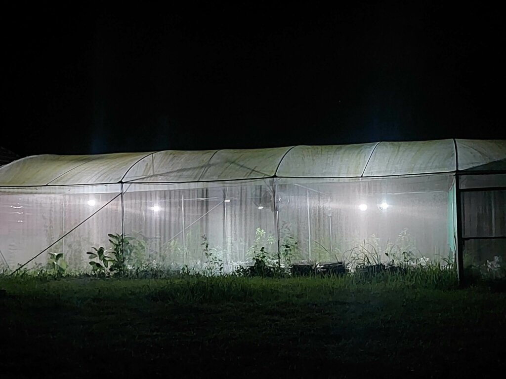 100% greenhouse cultivation with additional lighting at night during growth