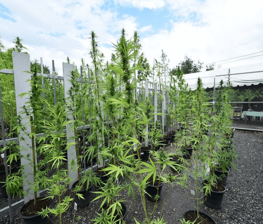 In tropical countries, cannabis plants grown only outdoors do not develop much and take time to mature