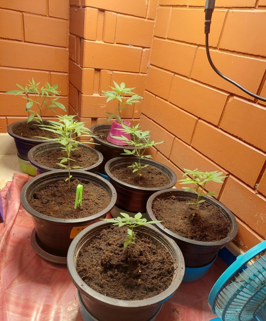 For growing cannabis in a tropical country, a simple setup in a corner of the house will be sufficient for growth