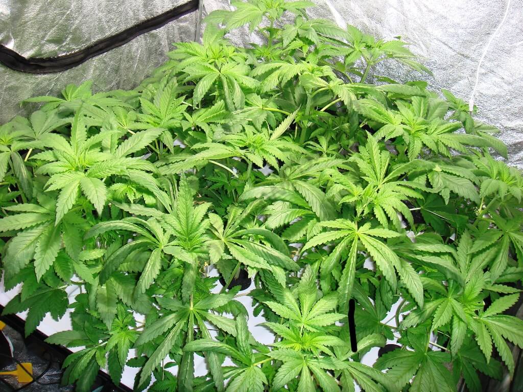 Aeroponic SOG crop