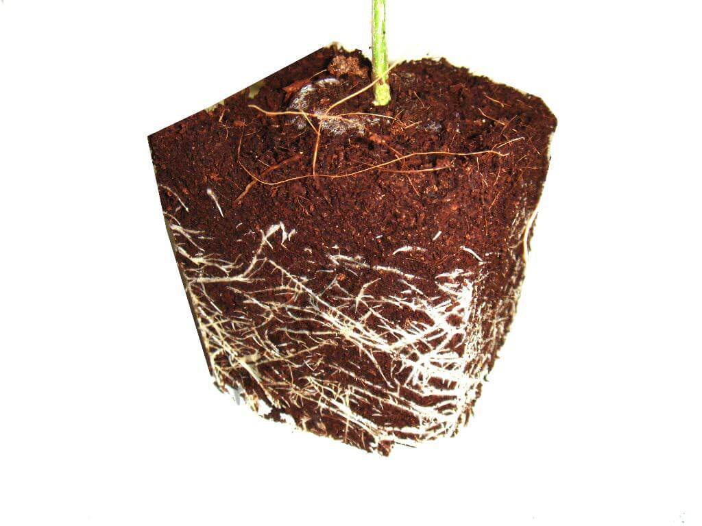Correct root development before flowering