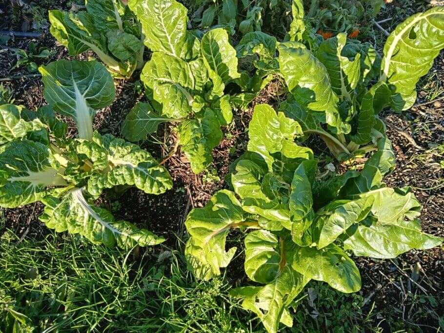 Chard grown in the ground