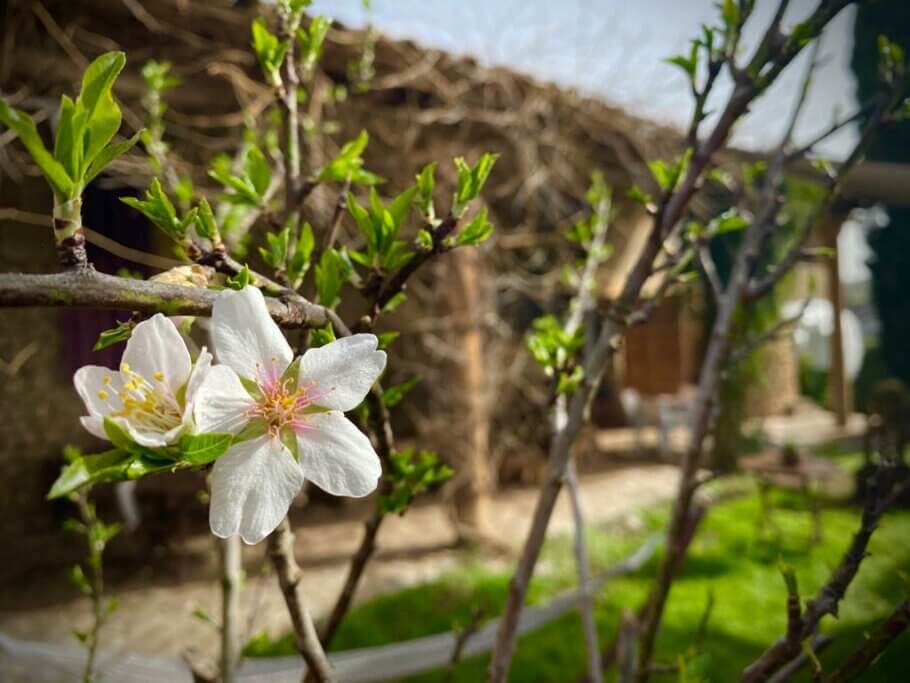 First flowers of an almond tree