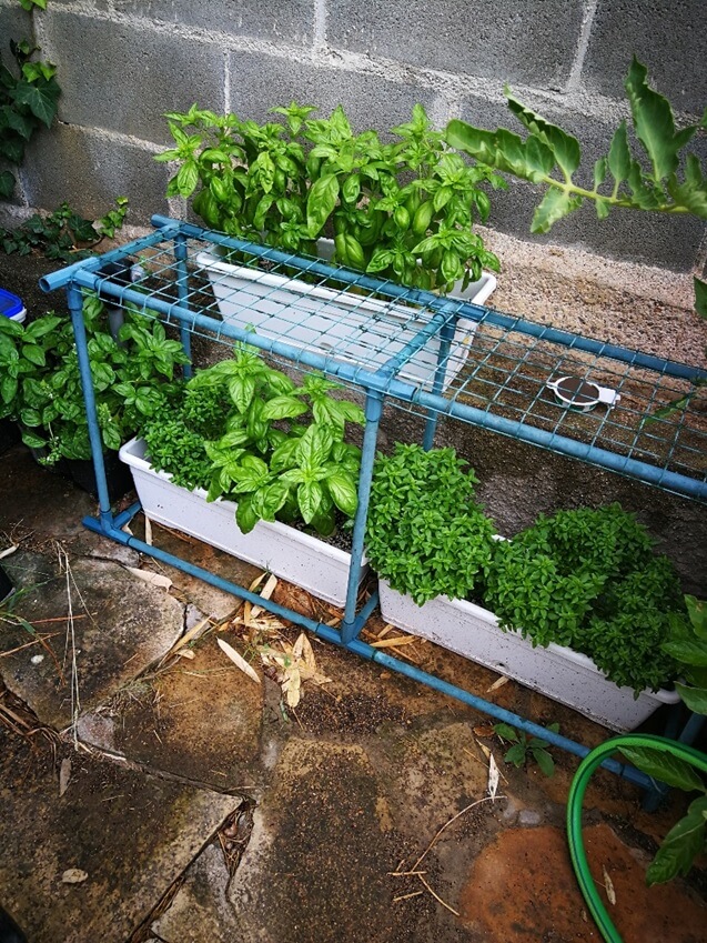 Different varieties of basil from Les Refardes