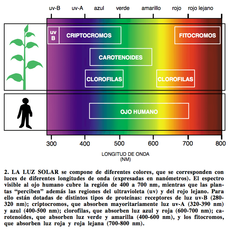 Spectrum that cannabis plants see
