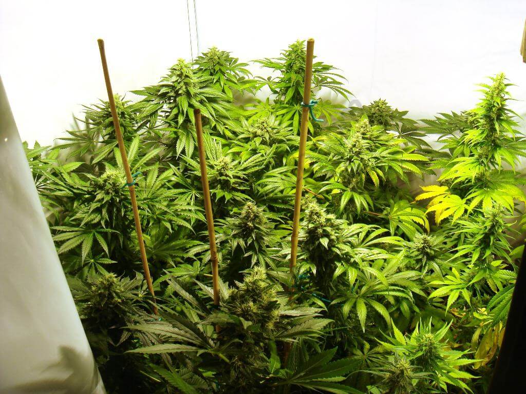 One bud or Sea of Green cannabis crop from seeds