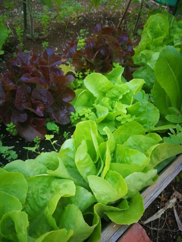 Butter Lettuce and Lollo Rosso