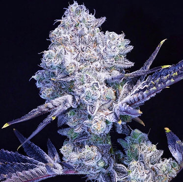 RS11 S1 from Botafarm Genetics is the self-pollination of the famous Rainbow Sherbet #11