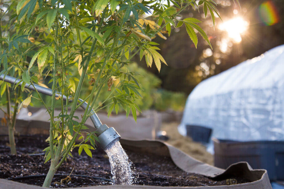 Watering with ice water may not be the best idea for outdoor crops with low night temperatures