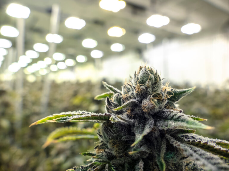 How to save on power consumption in your marijuana grow room