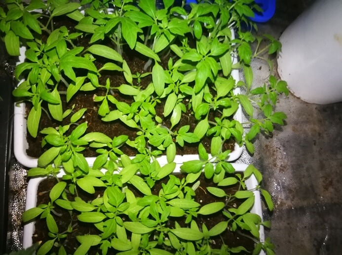 Germination of tomato plants in indoor cultivation