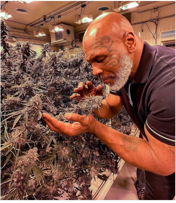 "Iron Mike" has been a true lover of weed for years, a plant that has changed his life