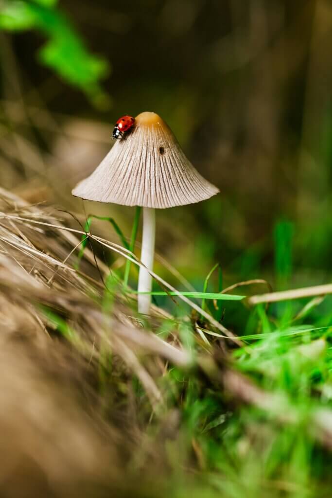  Both insects and mushrooms are rich in chitin, a substance that can cause stomach problems (Image: Benjamin Balázs)