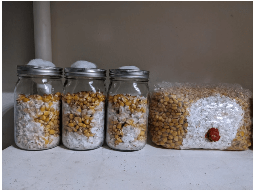 Popcorn Tek, spore inoculation in corn kernels