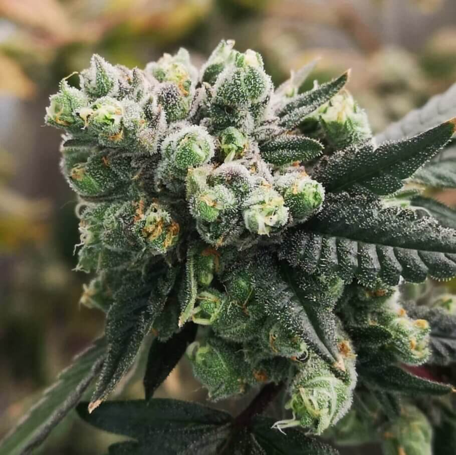 auto-flowering-cannabis