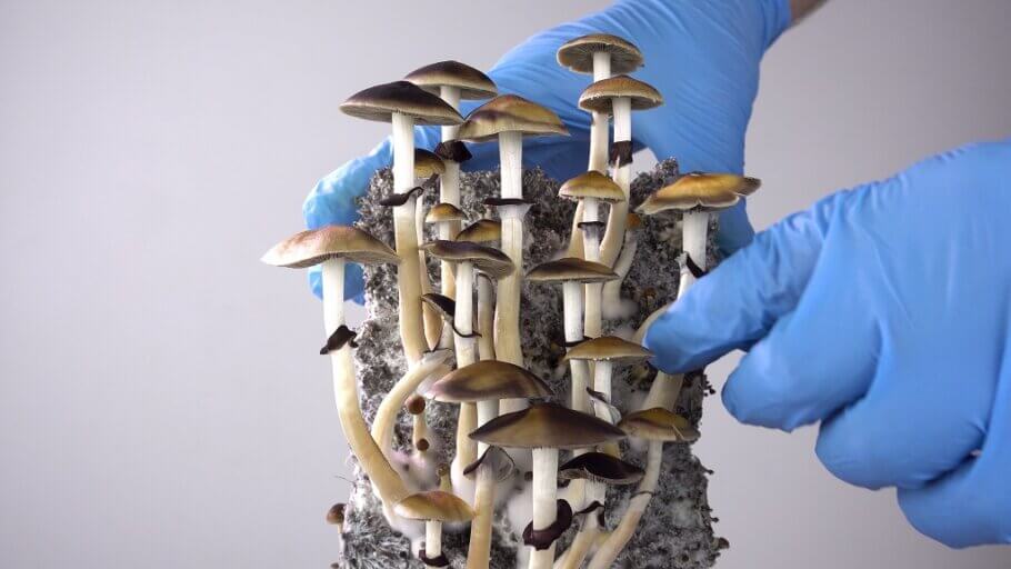  Daily monitoring and taking all hygiene precautions will save you from contamination problems in mushroom cakes