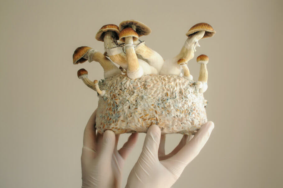 Contamination in magic mushroom cakes, what to do and how to prevent it?