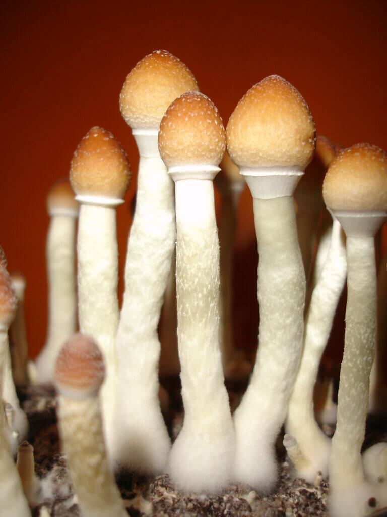 Psilocybe cubensis are one of the best-known and most widespread psilocybin mushrooms (Image: Dr. Brainfish)