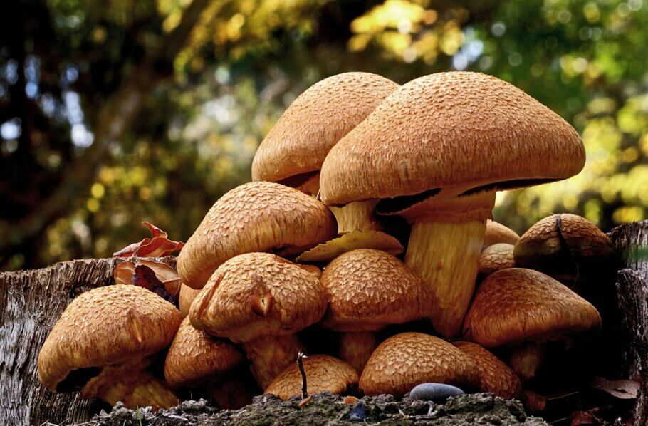 Although in much smaller quantities than other genera, Gymnopilus spectabilis contains psilocybin