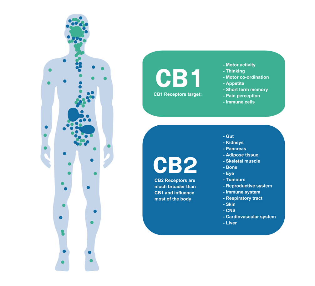  Cannabinoid receptors CB1 and CB2 are distributed throughout your body and control important body functions