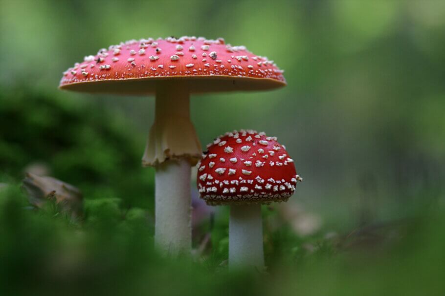 Without a doubt, the Amanita muscaria is one of the most recognizable mushrooms in Nature