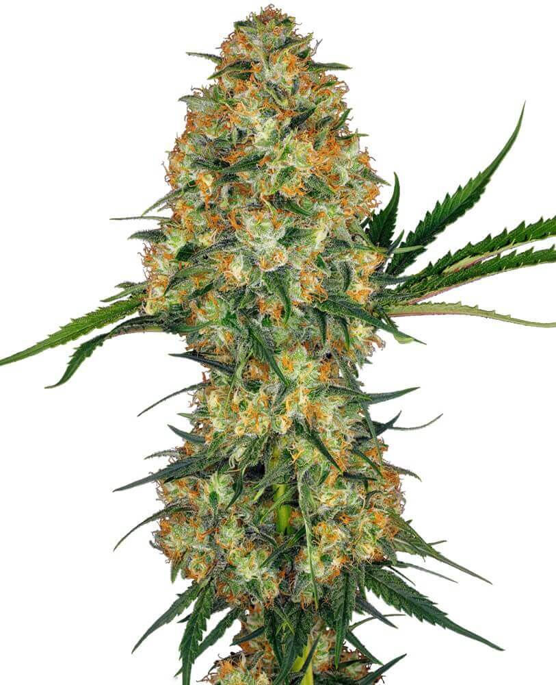  Hindu Kush by Sensi Seeds produces spectacular flowers rich in THC and a relaxing and sedative effect