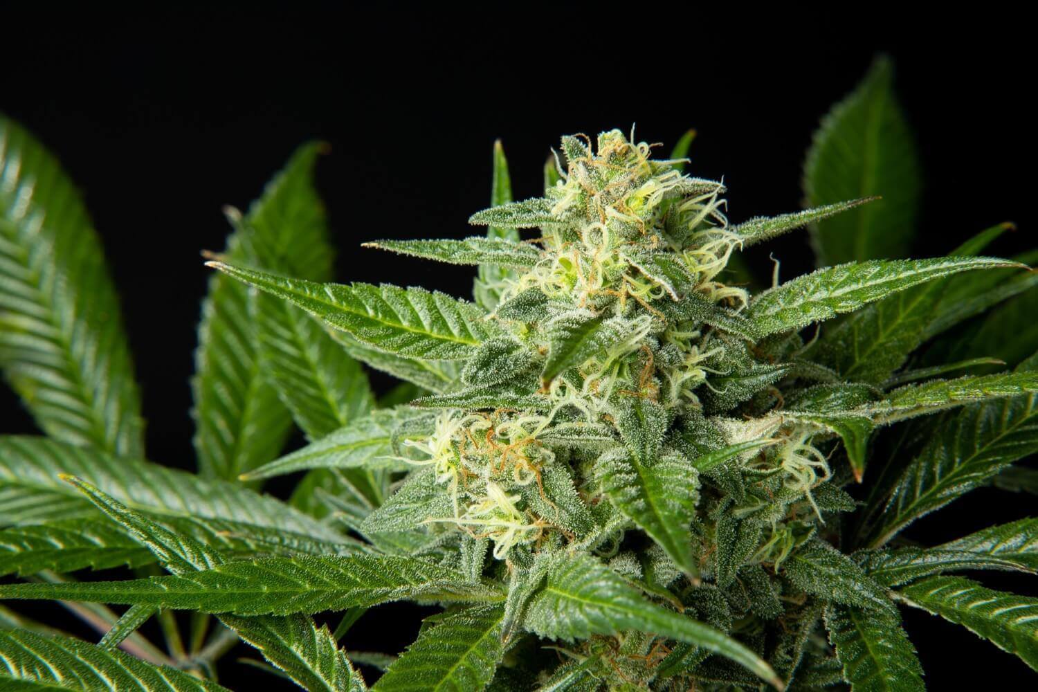  Varieties like Pure CBD Punch by Philosopher Seeds have a very high CBD content, and hardly any THC