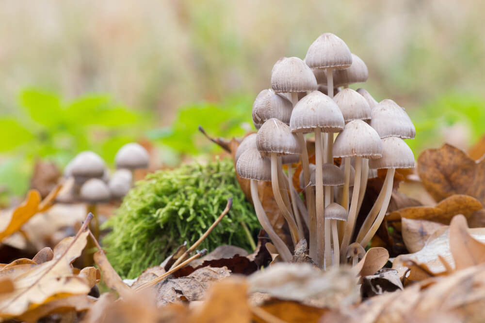 Types of magic mushrooms