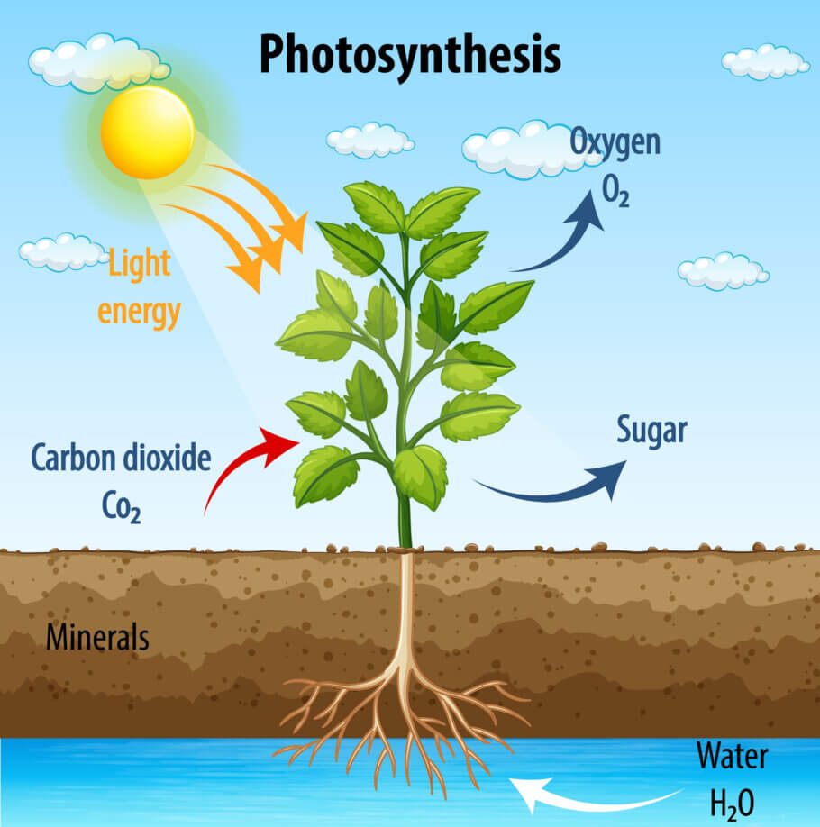 During the day, photosynthesis occurs, where ambient CO2 and solar energy are transformed into sugars and O2
