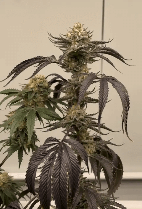 Banana Melonade from Black Farm develops enormous leaves and flowers loaded with trichomes