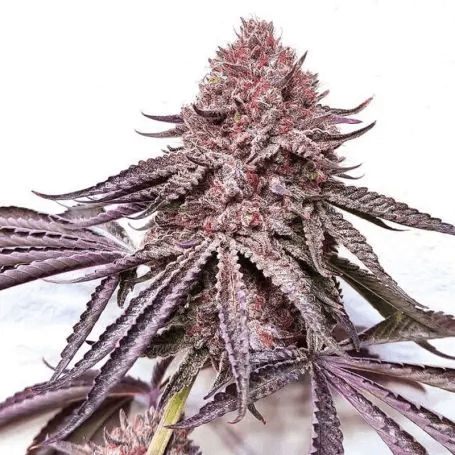  Ipanema from Black Farm produces truly spectacular plants, especially when they take on purple hues