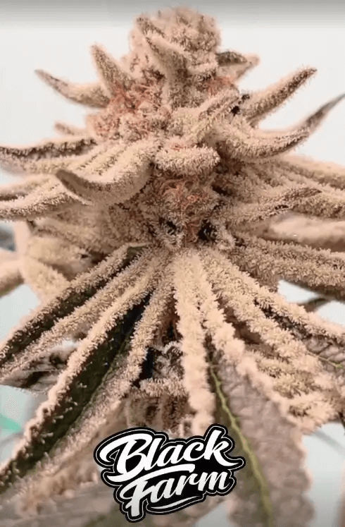  Yes, Black Farm's Lamponi trichome production is absolutely spectacular