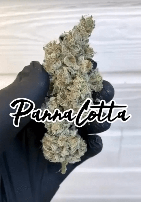  Pannacotta from Black Farm produces wonderful buds, dense and with an aroma that will captivate you instantly