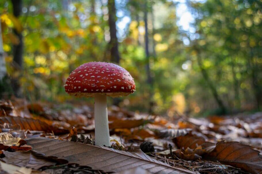  A splendid specimen of Amanita muscaria grows happily in this forest (Image: Thomas Bormans)