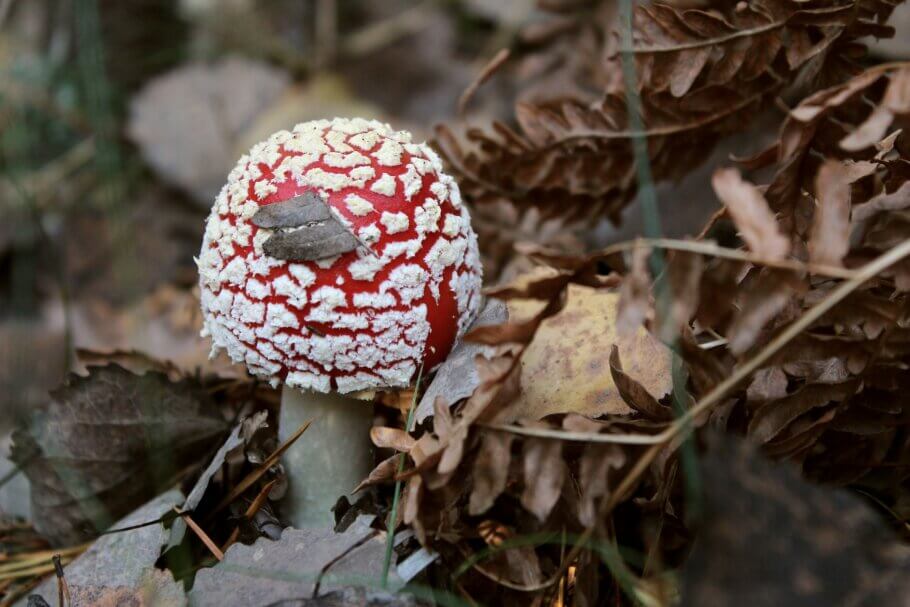  This beautiful Amanita muscaria shoot will soon reach maturity (Image: Yoalli Svart)